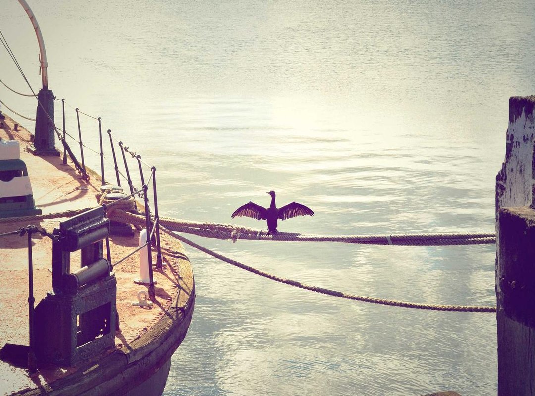 How to Spot a MrDewpFake: A 4-Step Checklist