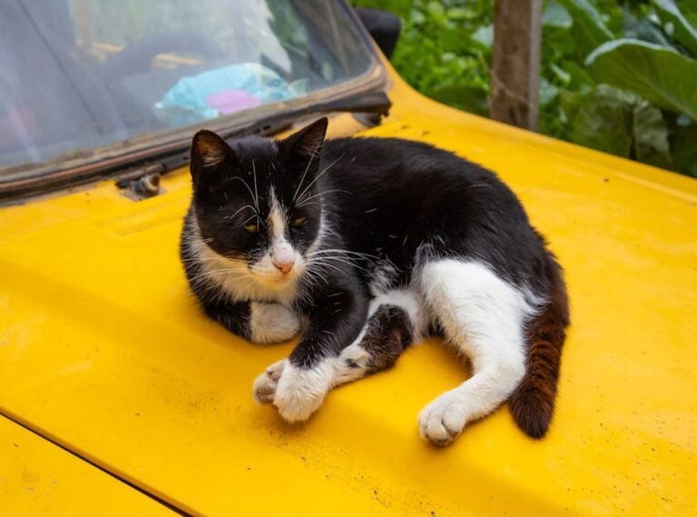tatuagem de gato que morreu